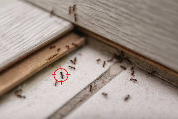 Best Affordable Pest Control Services  in Bradner, OH