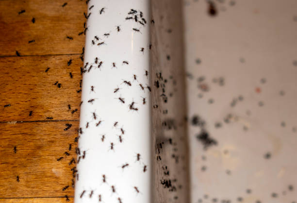 Best Local Pest Control Services  in Bradner, OH