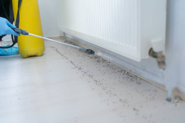 Best Termite Control Services  in Bradner, OH